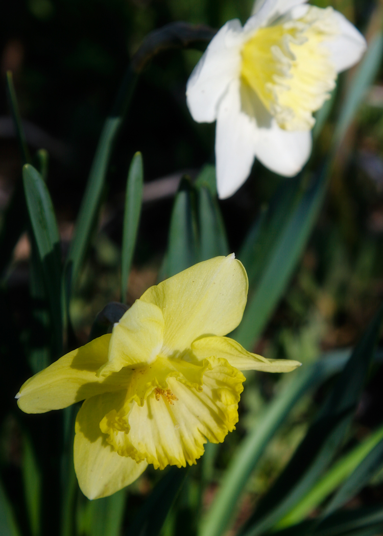 Dads daffodils