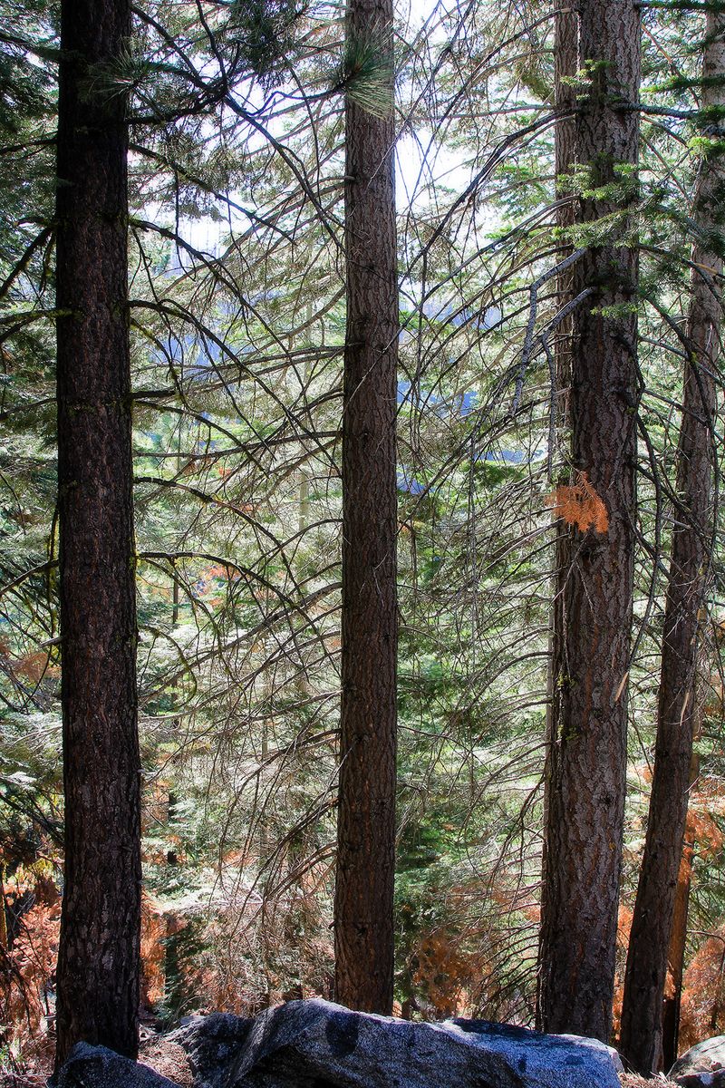 IMG_3540 pine trees and boulders