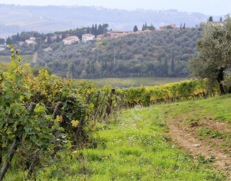 Tuscan vineyard small amy sorensen