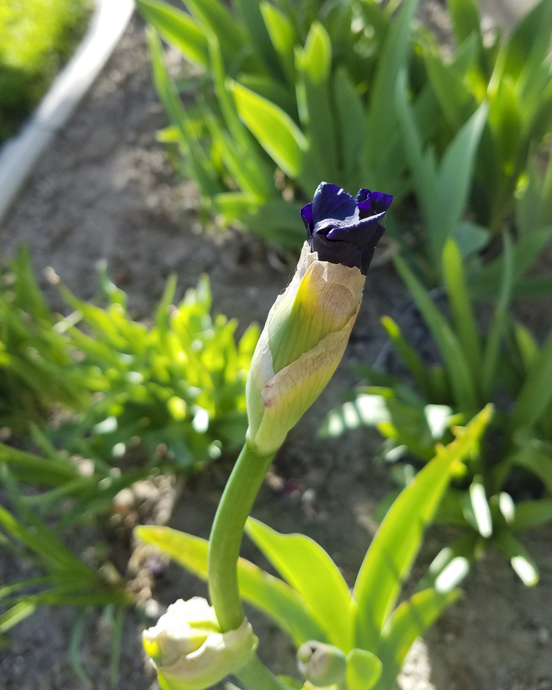 Iris ruffle