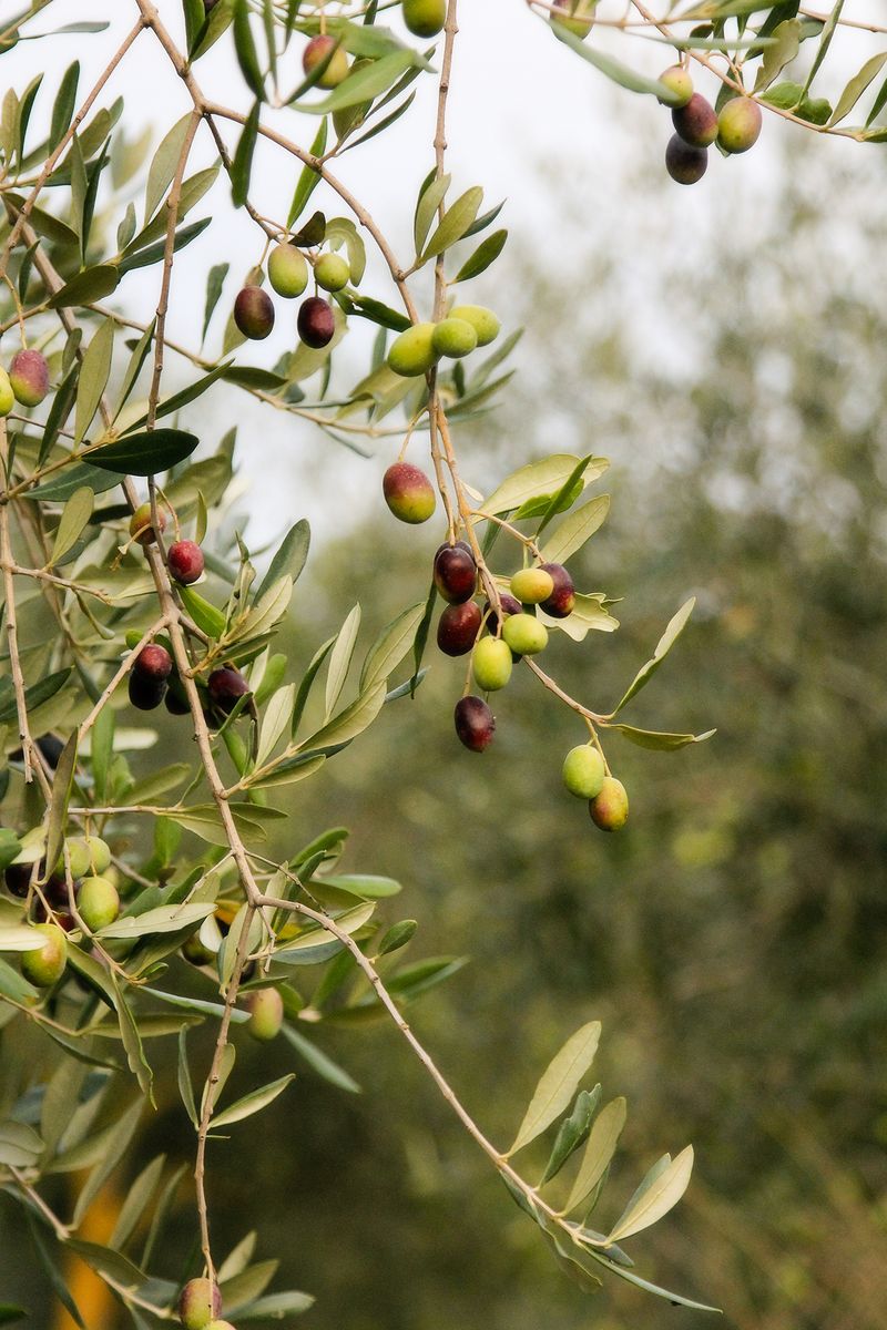 IMG_0982 olive tree 4x6