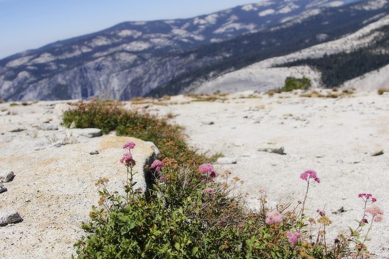 Flowers on top of Yosemite