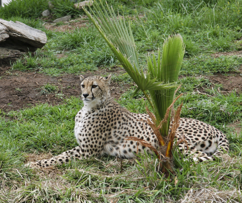 Cheetah at the san diego wap