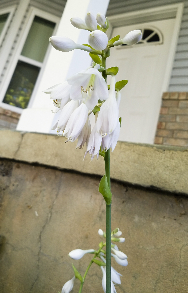 White hosta flowers
