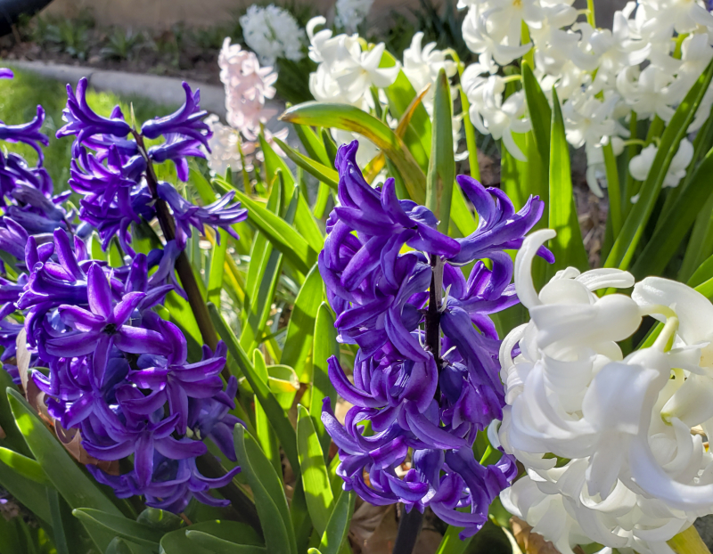 Hyacinths purple