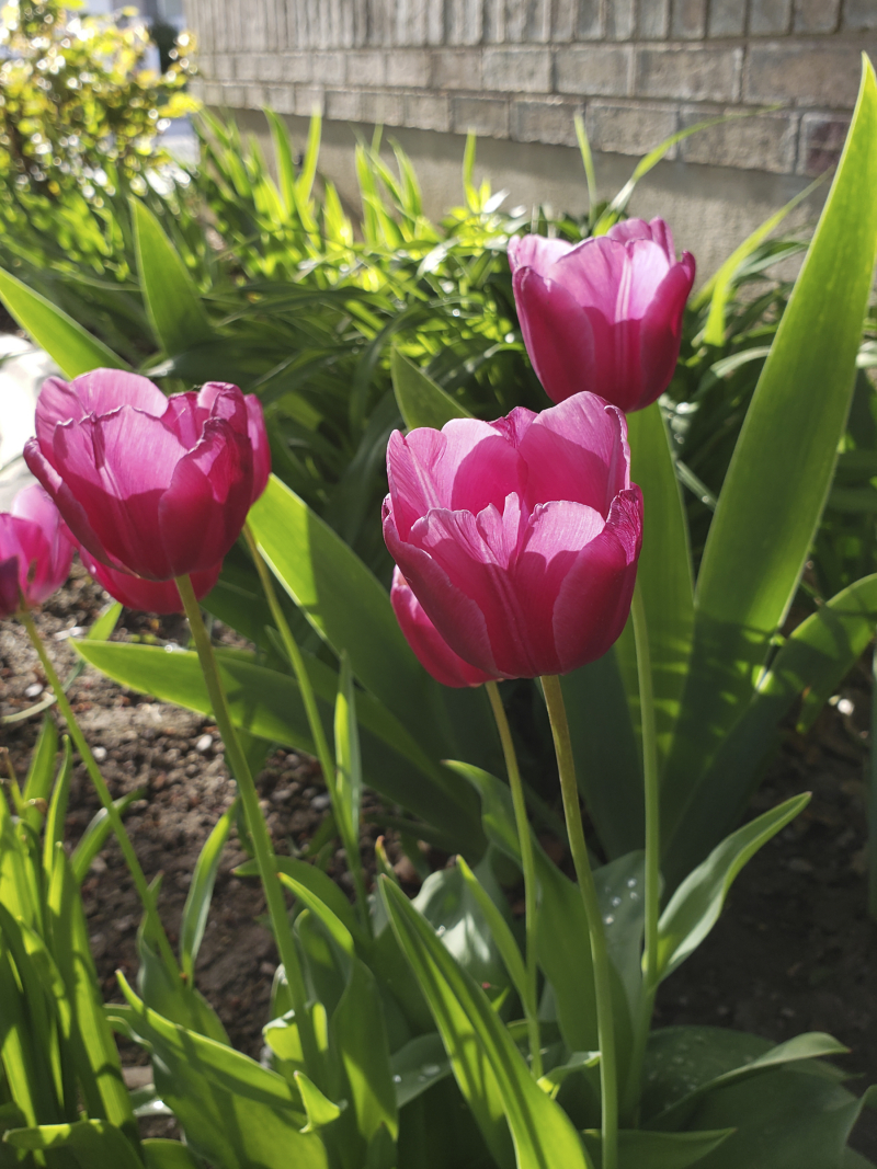 Witl 2019 beautiful tulips 6x8