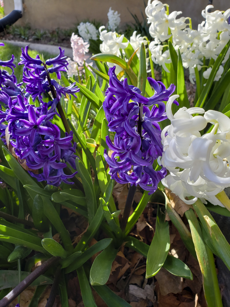Spring hyacinths