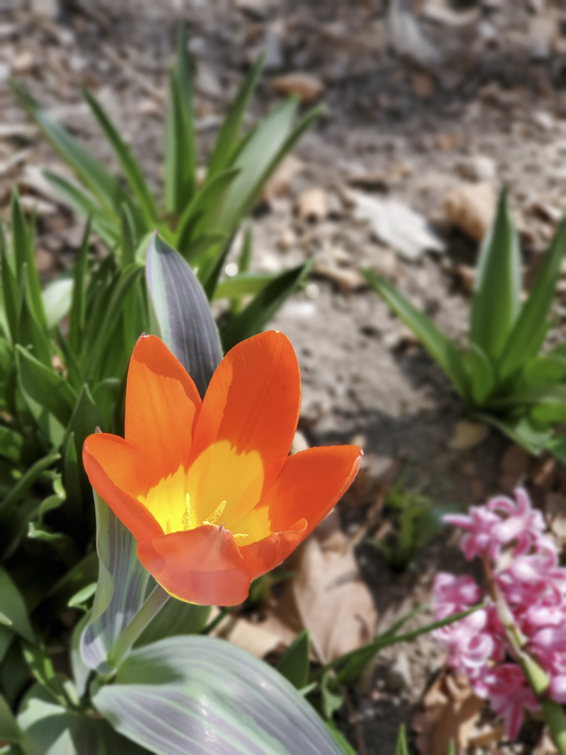 20200404_112436 spring in the garden tulip 4x6